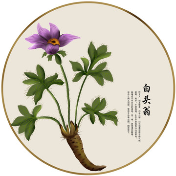 手繪中草藥白頭翁中藥養(yǎng)生藥材素