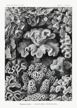 恩斯特·海克尔六角珊瑚六束星珊瑚插画