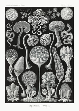 恩斯特·海克尔菌丝体蘑菇状生物插画