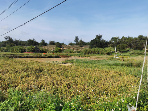 田园田野