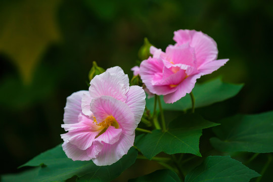 芙蓉花