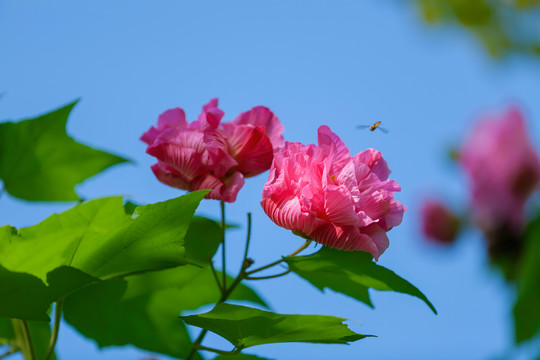 芙蓉花