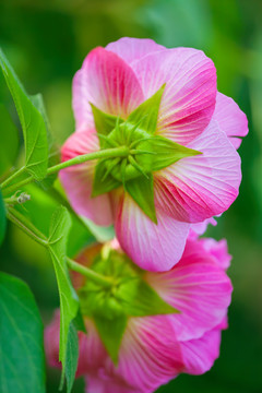 芙蓉花