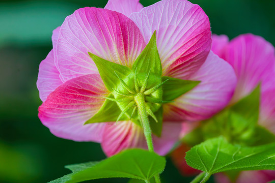 芙蓉花