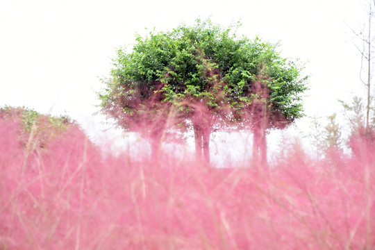 粉黛乱子花田