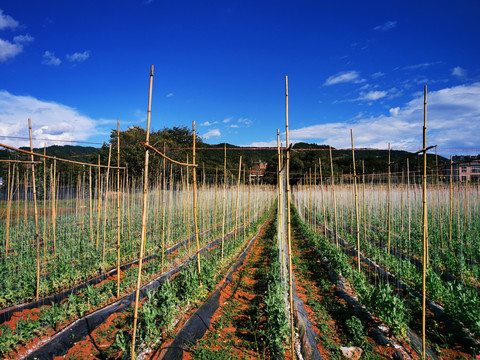 小夹豌豆种植基地