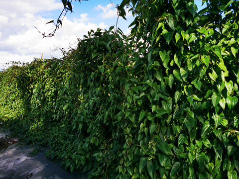 山药种植基地