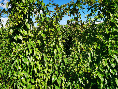 山药种植基地