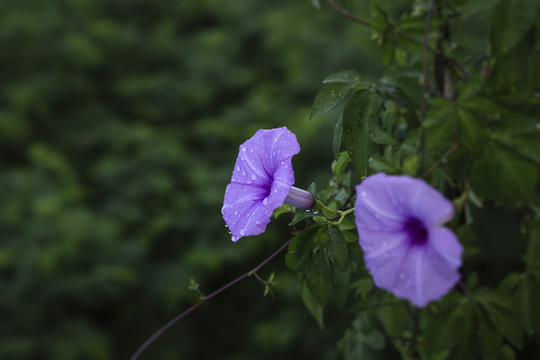 五爪金龙花