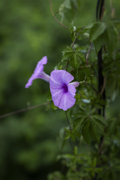 五爪金龙花