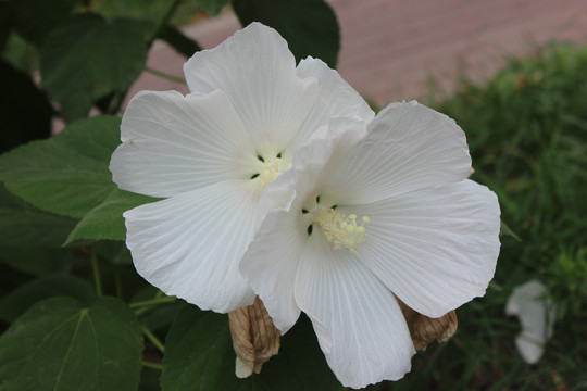 白色芙蓉葵