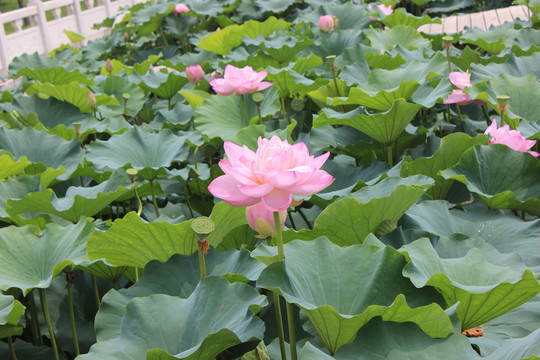 采莲南塘秋莲花过人头