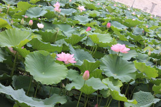 采莲南塘秋莲花过人头