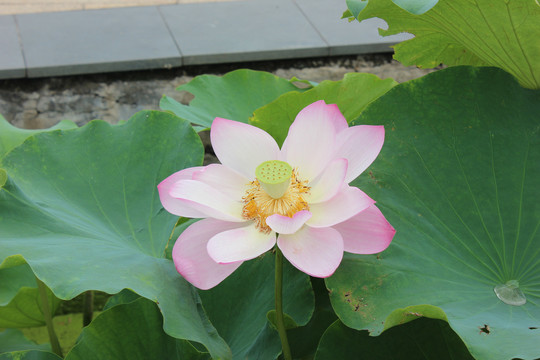 采莲南塘秋莲花过人头