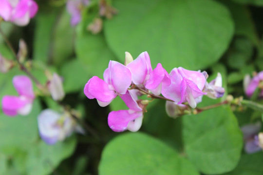 扁豆花