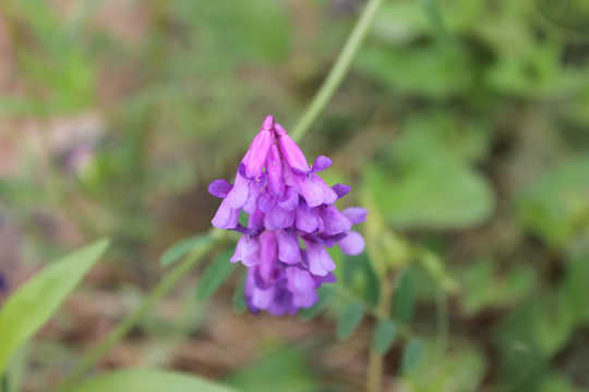 广布野豌豆