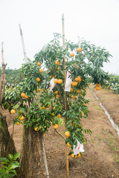 爱媛果冻橙