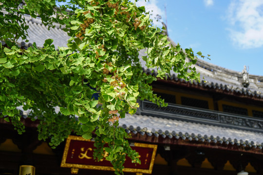 龙华寺的银杏树
