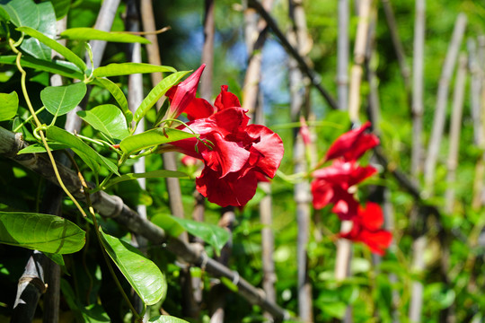 篱笆墙边的红花