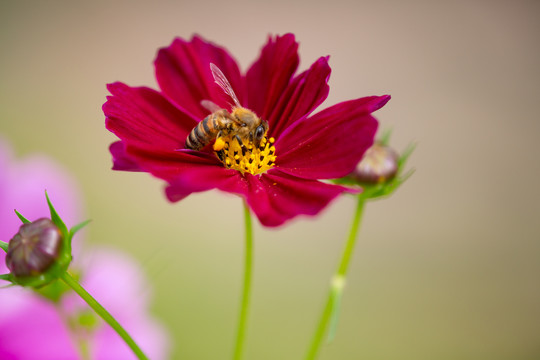 蜂恋花