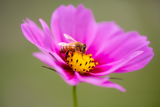 蜂恋花