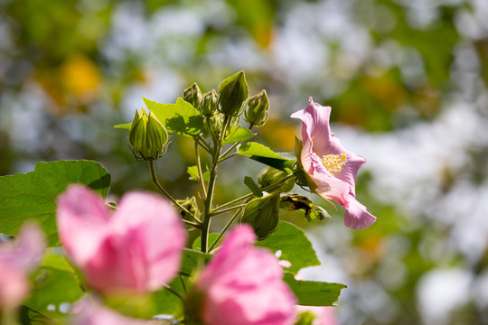 木芙蓉