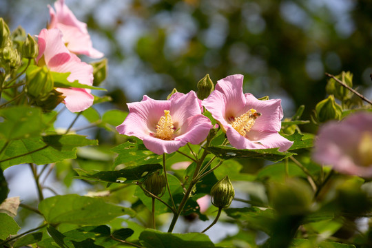 木芙蓉