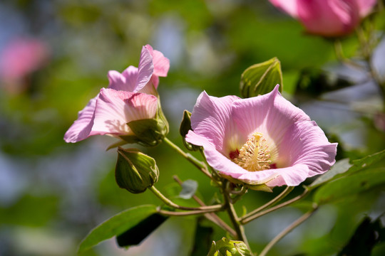 木芙蓉