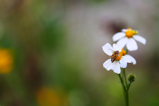 蜜蜂