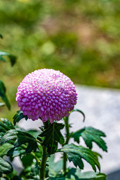 金秋十月盛开的菊花