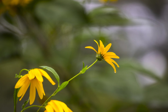 洋姜花