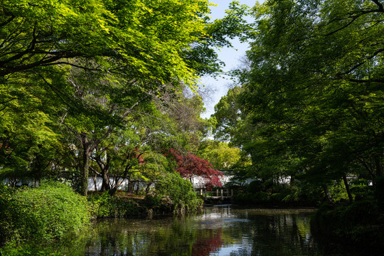 上海秋霞圃枫叶