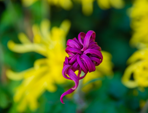 紫色菊花