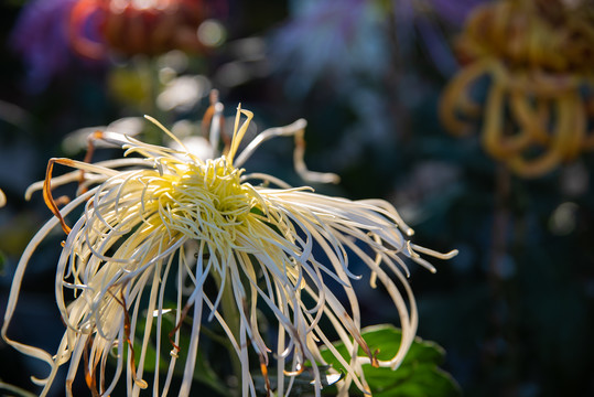 菊花展览