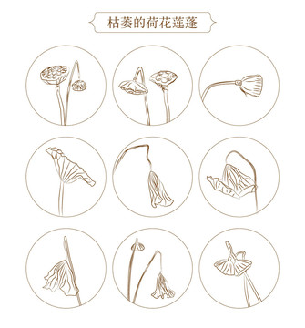 枯萎荷葉蓮蓬