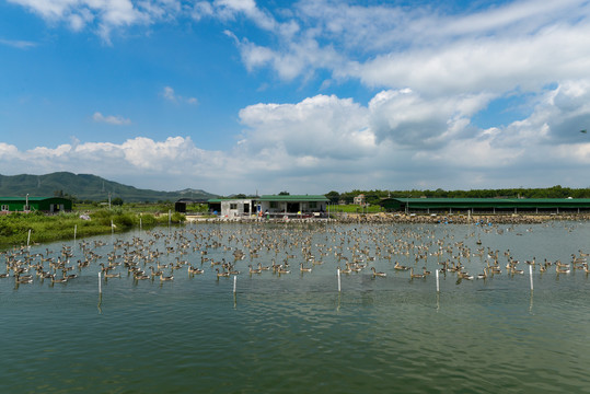 鹅养殖场