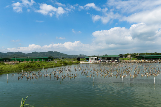 鹅养殖场