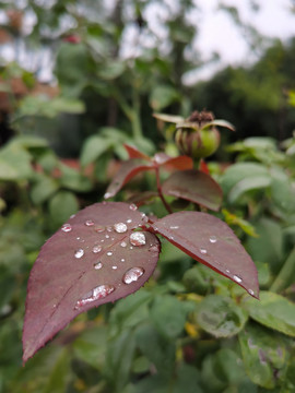 月季花蕾