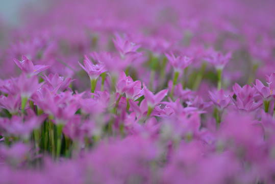 紫色风雨花