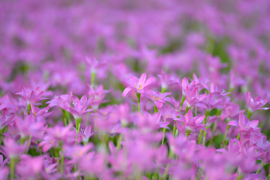 紫色风雨花