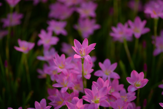 紫色风雨花