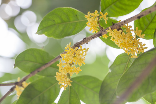 金桂花桂花