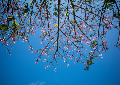 花枝