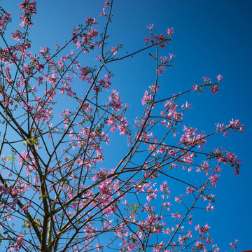 木棉树