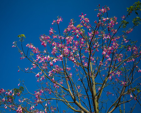 木棉花