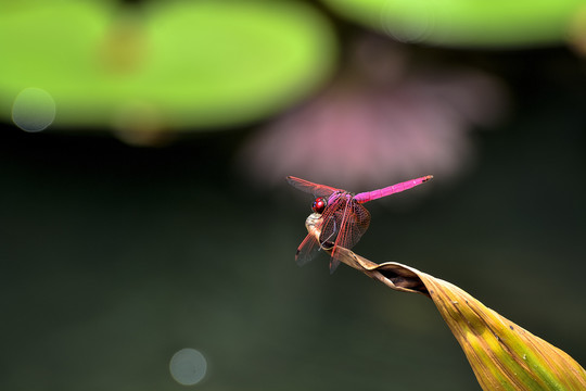 红蜻蜓