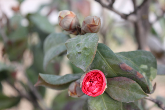 茶梅花苞