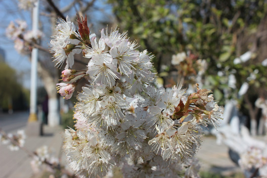 樱桃花开