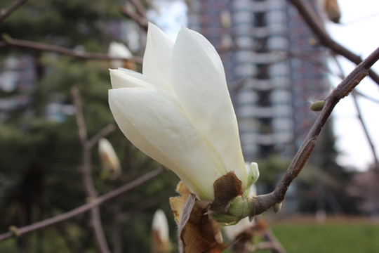 亭下玉兰花开