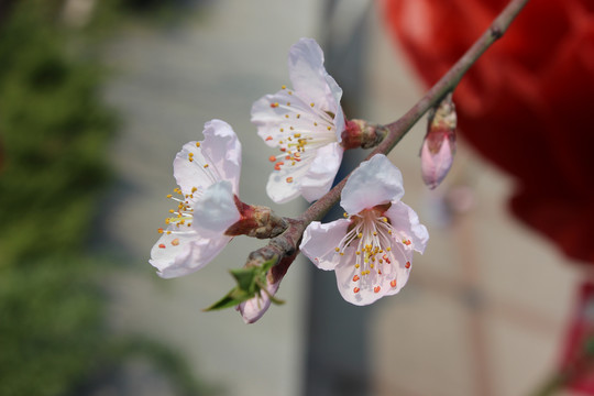 桃花盛开